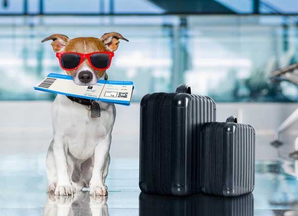 khach-san-que-toi-soc-trang-10-meo-di-du-lich-cung-thu-cung